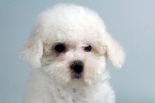Bichon Frise puppies for sale Image eClassifieds4u 2