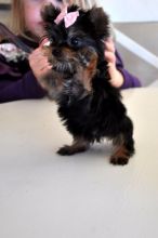 Cute Ckc Teacup Yorkie Puppies Image eClassifieds4U