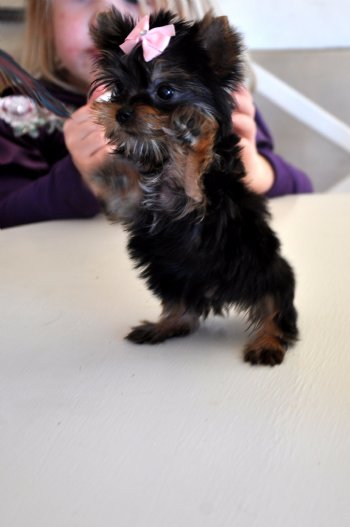 Male and Female Yorkie Puppies Image eClassifieds4u