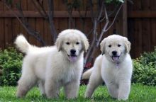 Puppies AKC Golden Retriever puppies
