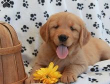 Puppies for sale Good and lovely 2 White Golden Retriever puppies looking fo