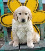 Super cute female Golden Retriever puppy