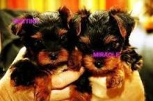 extremely cute teacup yorkie puppies available for free adoption