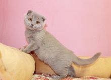 conscientious Scottish Fold Kittens M/F text us at (860) 470-4827