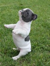 Male and Female French bulldog Image eClassifieds4u 1