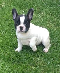 Male and Female French bulldog Image eClassifieds4u