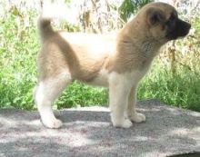 Adorable Akita Puppies