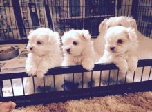 Adorable Little Maltese Teacup Puppies Ready