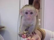 Affectionate Capuchin monkeys