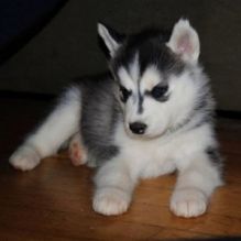 Akc Pure Breed Siberian Husky Puppies