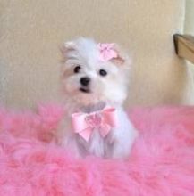 AKC Teacup-Size maltese Puppies