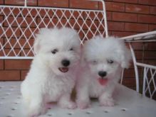 Bichon frise puppies ready for new famliy members