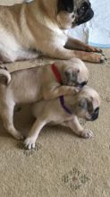 Ckc Registered Pug Puppies Ready To Go Now