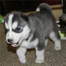 Energetic Siberian Husky