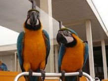 Gorgeous Tamed & Talking Blue & Gold Macaw (2705942515)