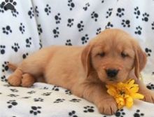 Healthy male and female Golden Retriever  puppies new ready for a new home . 