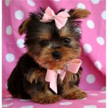 Home raised yorkie puppies