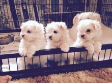 Nice Coat Teacup Maltese Puppies