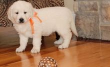 Pure breed Golden Retriever puppy 12 weeks rehoming
