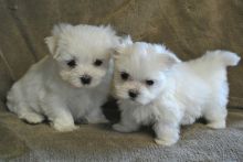 Purebred Teacup Maltese Puppies Available