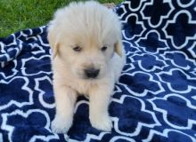 Registered male and female Golden Retriever  pups available for adoption .