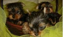 Tiny TeaCup and Toy-Size Yorkie Puppies