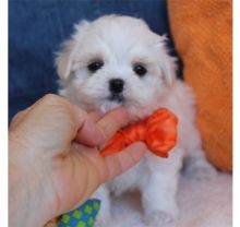 Two Teacup Maltese Puppies