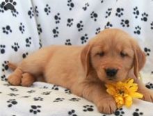 We are re-home our beautiful male and female Golden Retriever puppies