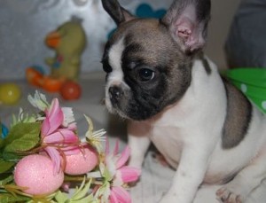 2 Beautiful French Bulldogs Image eClassifieds4u