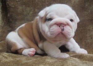 AKC** English Bulldog Puppies Make Good Companion Image eClassifieds4u