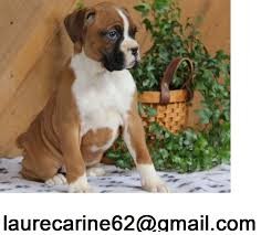 Cute Boxer Puppies Image eClassifieds4u