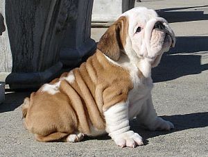English Bulldog 1male1female Image eClassifieds4u