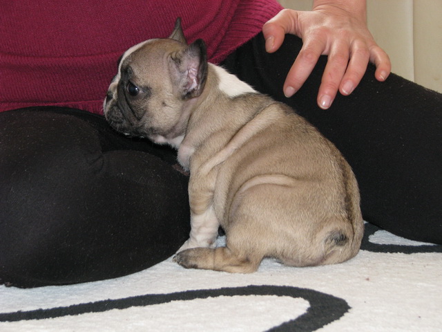 Excellent French Bulldog Image eClassifieds4u