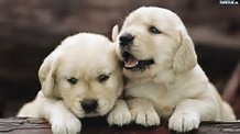 golden retriever Image eClassifieds4u