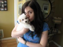 Adorable outstanding Maltese puppies Image eClassifieds4U