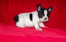 AKC 12 weeks old french bulldog puppies Male and female for good homes Image eClassifieds4U