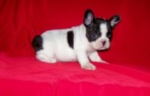 AKC 12 weeks old french bulldog puppies Male and female for good homes Image eClassifieds4U
