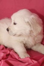 AKC Golden Retriever Puppies. Image eClassifieds4U