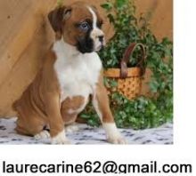 Cute Boxer Puppies Image eClassifieds4U