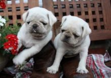 Cute White Pug Puppies- 12 Weeks Old Image eClassifieds4U