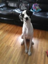 Great Dane/Dalmatian Mix, 2 Years Old Image eClassifieds4U