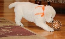 Energetic Male And Female Golden Retriever Puppies For Adop Image eClassifieds4u 2
