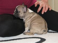 Excellent French Bulldog Image eClassifieds4U