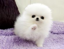 healthy white pomeranian puppies for you Image eClassifieds4U