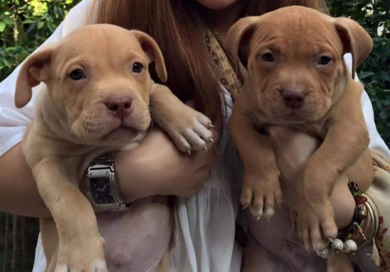 Shiba Inu Puppies Image eClassifieds4u
