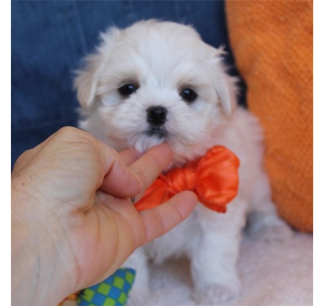 Two Teacup Maltese Puppies Image eClassifieds4u