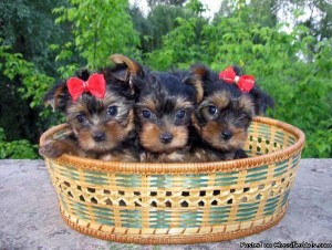 Yorkshire Terrier (Yorkie) Puppies, Great Family Pet Image eClassifieds4u