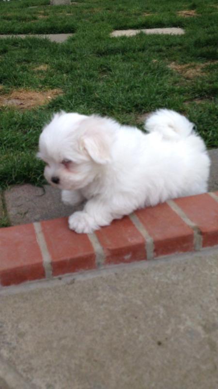 315-364-1690 Teacup Maltese Puppies Needs a New Family text 315-364-1690 Image eClassifieds4u