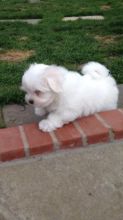 315-364-1690 Teacup Maltese Puppies Needs a New Family text 315-364-1690