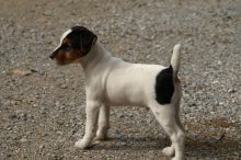 3 month Jack Russell Terrier